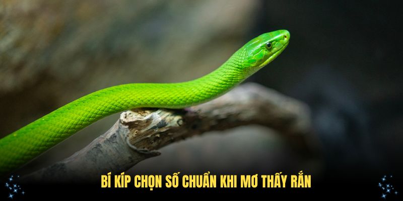 Bí kíp chọn số chuẩn khi mơ thấy rắn để thắng lớn