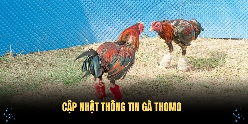 Cập nhật thông tin gà Thomo còn đá không theo quy định pháp lý hiện hành