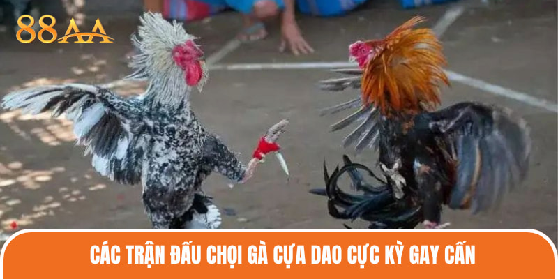 Các trận đấu chọi gà cựa dao cực kỳ gay cấn