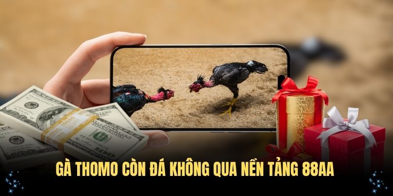 Tổng hợp thông tin gà Thomo còn đá không qua nền tảng 88AA uy tín
