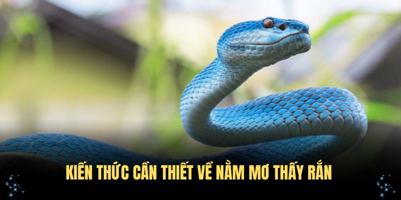 Những kiến thức cần thiết về nằm mơ thấy rắn bạn nên tham khảo