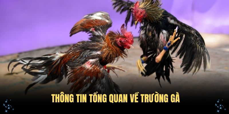 Tìm hiểu gà Thomo còn đá không qua thông tin tổng quan về trường gà